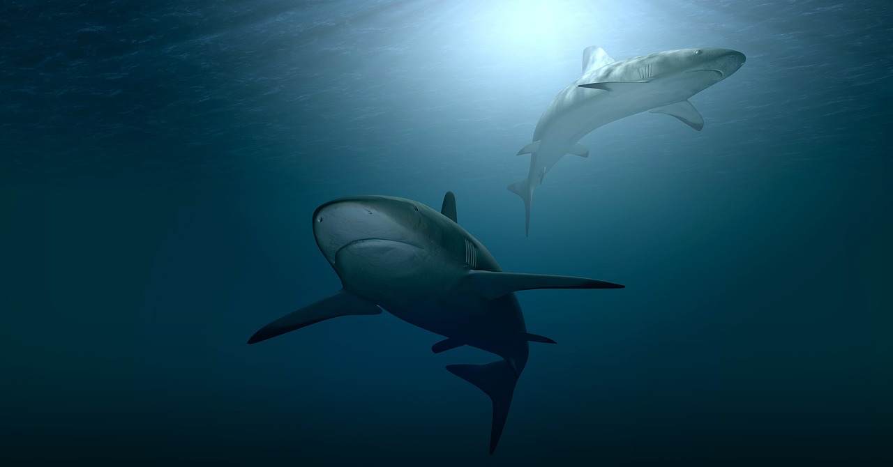 shark, sea, ocean, water, underwater, light, incidence of light, hunter, dangerous, sea creatures, 3d model, dive, swim, nature, 3d