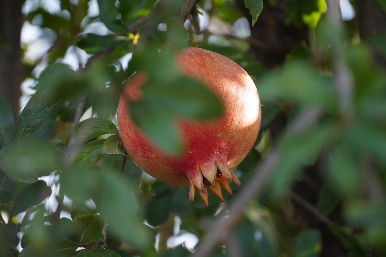 fruit, granada, mature fruit, nature, close up, organic