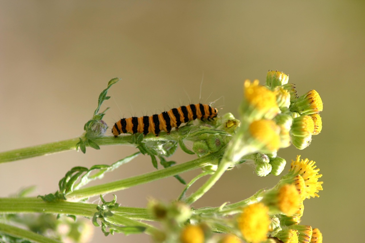 caterpillar, jo boonstra, groningen, caterpillar, caterpillar, caterpillar, caterpillar, caterpillar, groningen