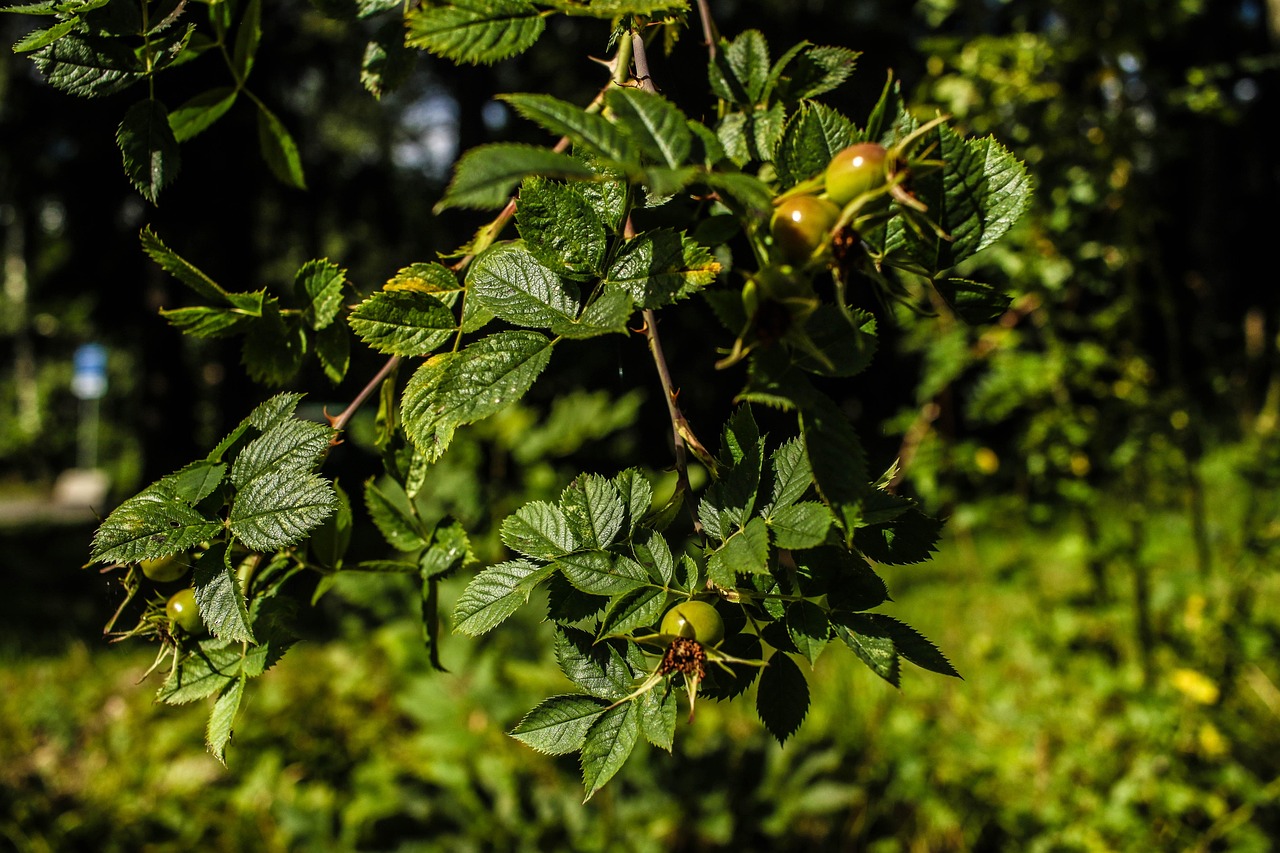 green, plant, wide angle, summer, nature