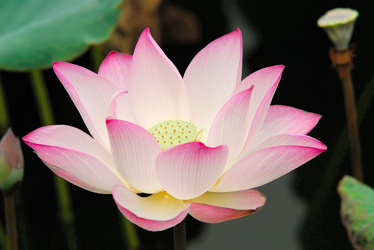 lotus flower, botany, beautiful flowers, bloom, blossom, flower wallpaper, petals, nature, flower background, high quality lotus photo, pretty, flower, scene, very beautiful, high quality