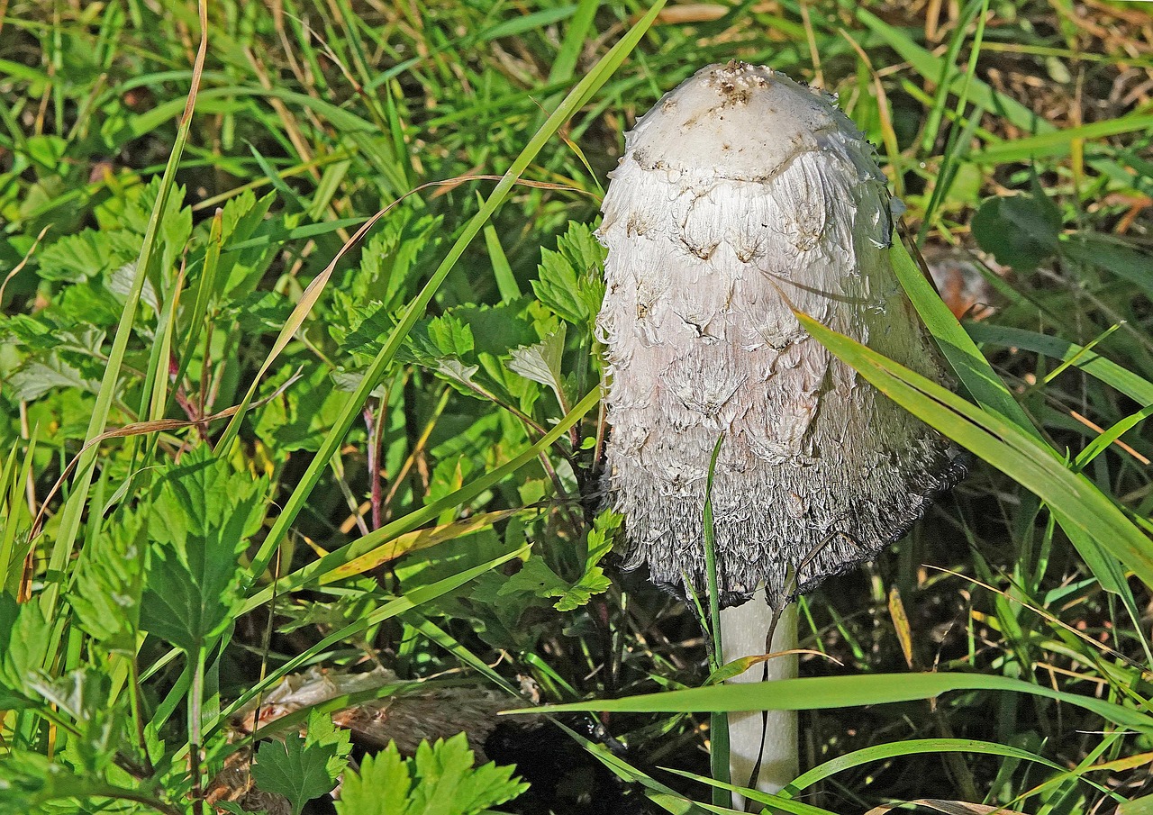 nature, flora, mushrooms, ve got fertiliser general