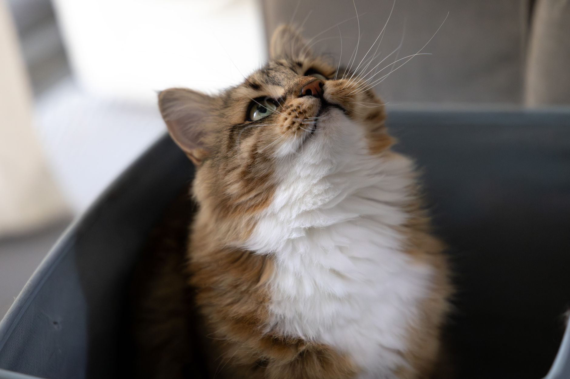 Adorable tabby cat looking upwards with fluffy fur in soft lighting.
