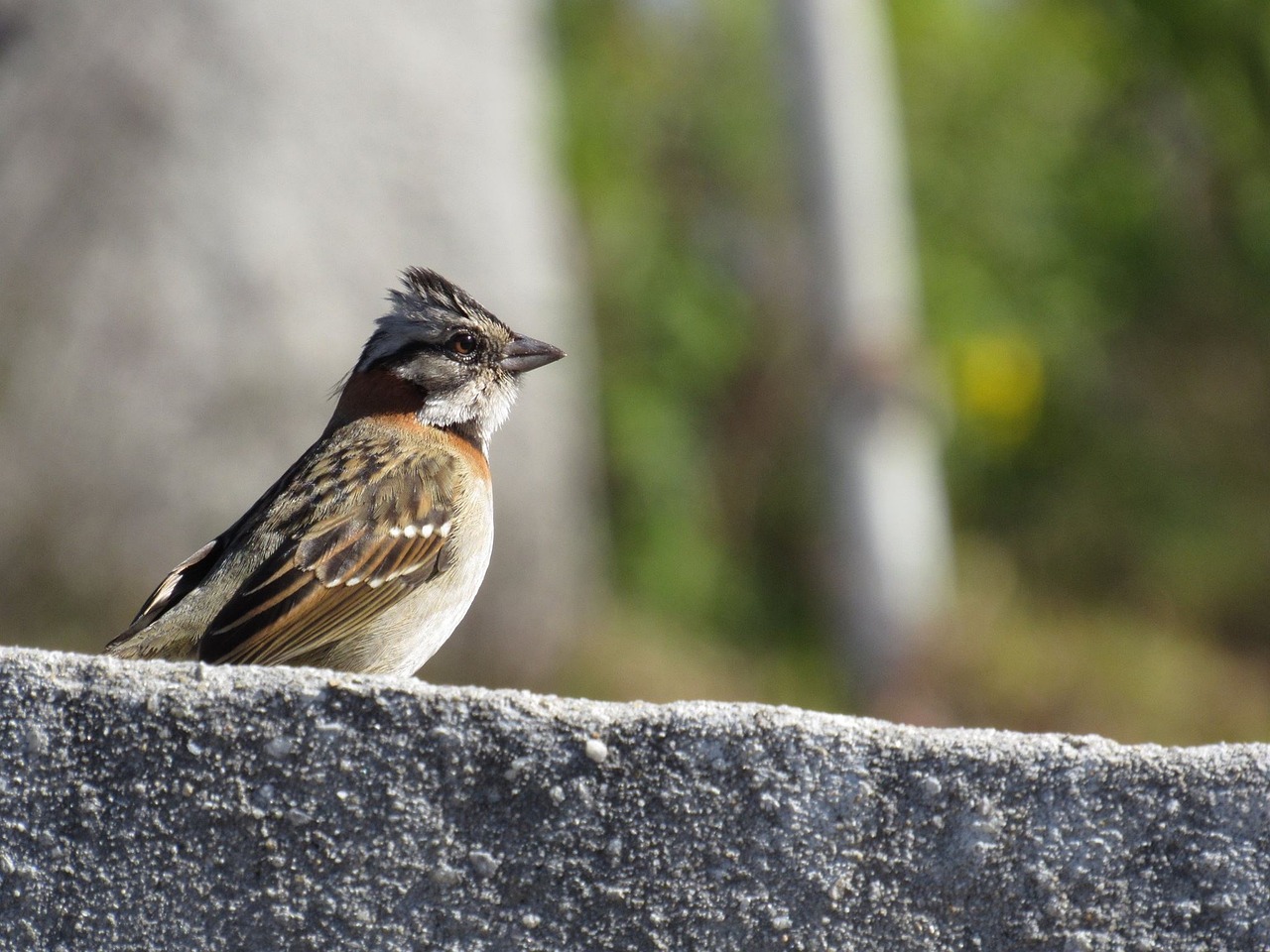 tico tico, nature, bird