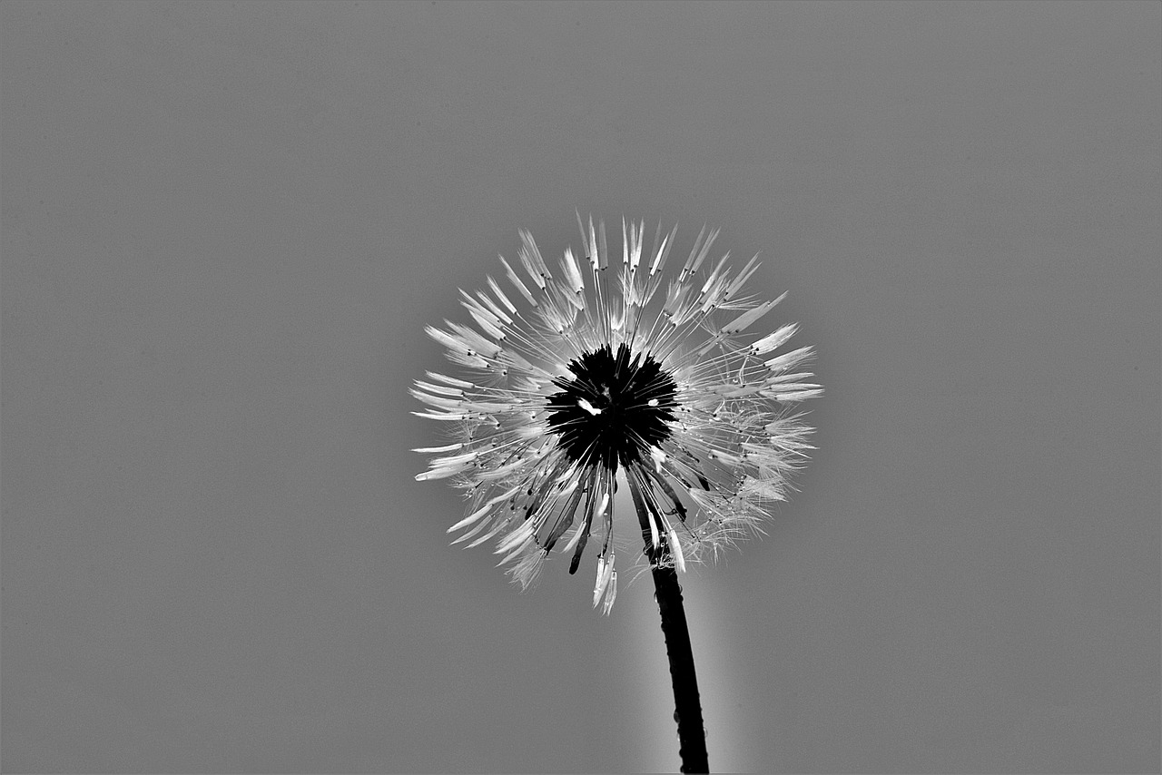 dandelion, s w, close-up, blossom, bloom, dandelion, dandelion, dandelion, dandelion, dandelion