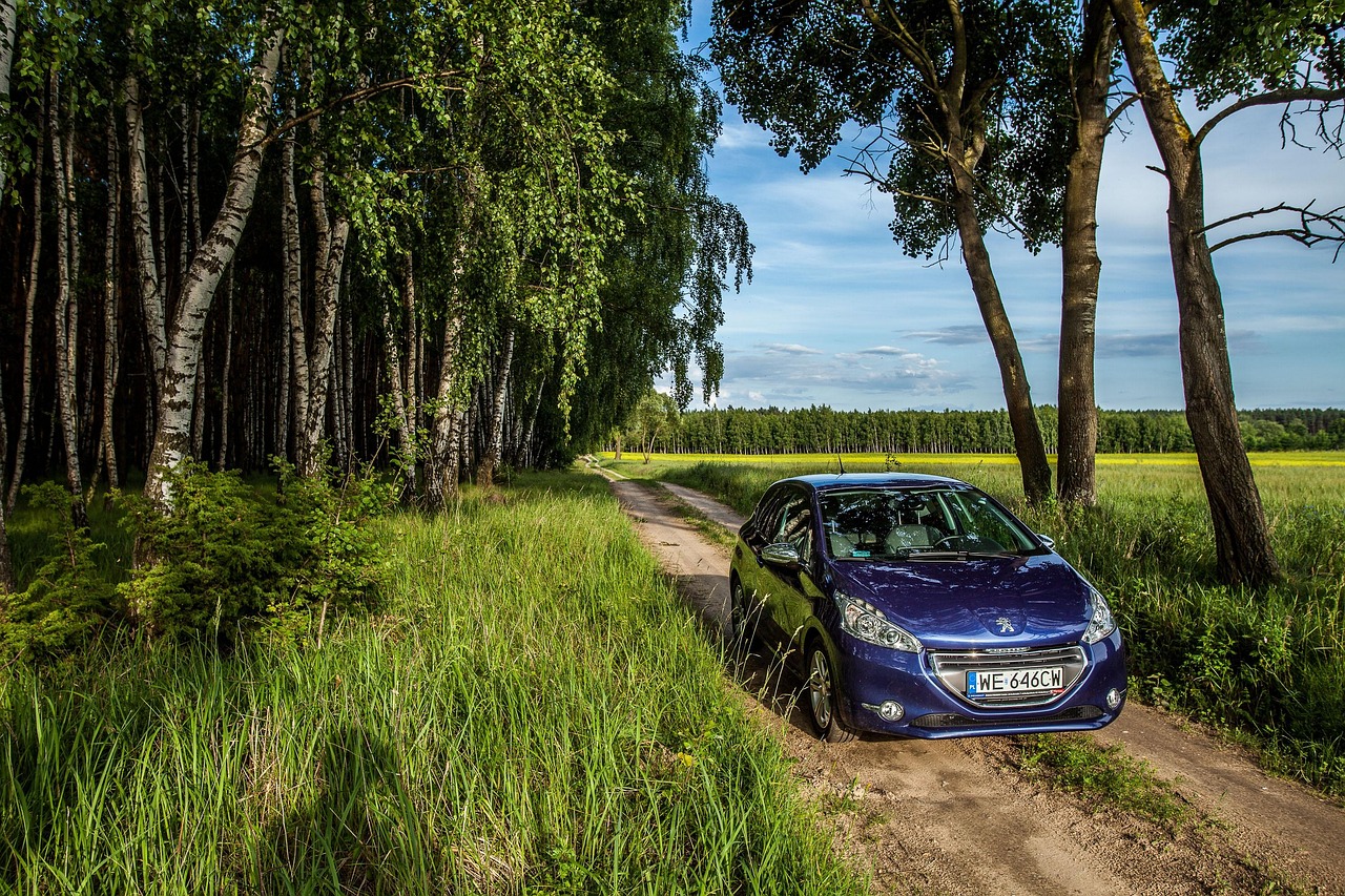 car, forest, nature, speed, drive, car wallpapers, travel, transportation, peugeot 208