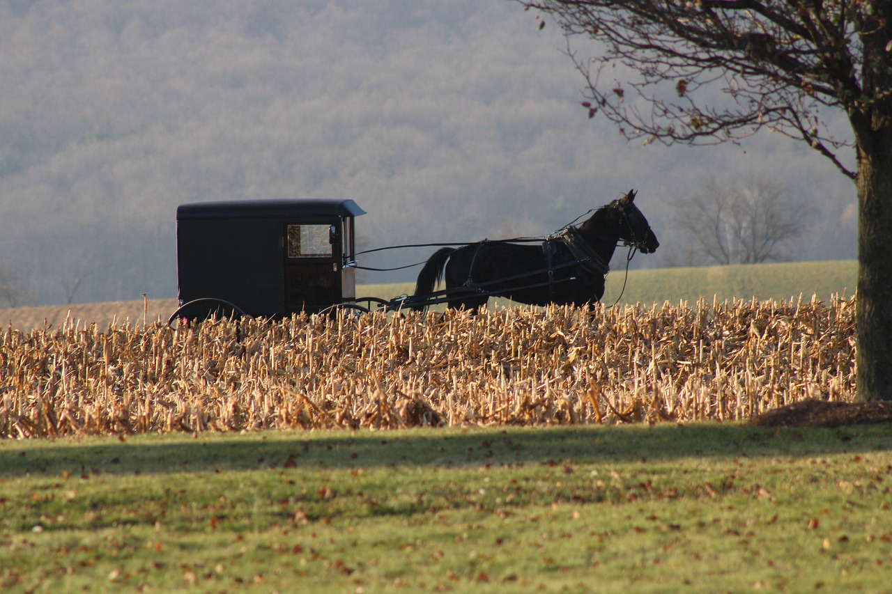 horse, nature, carriage, buggy, wagon, field, amish, country