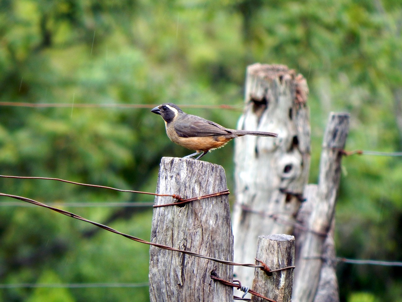 bird, kangaroo, nature, rio grande do sul