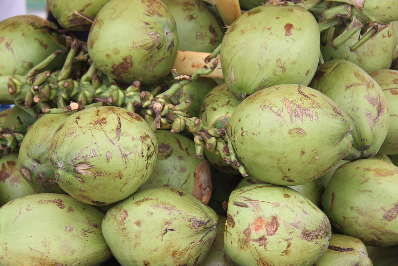 coconut, green, fruit, rio de janeiro, brazil, coconut, coconut, coconut, coconut, coconut