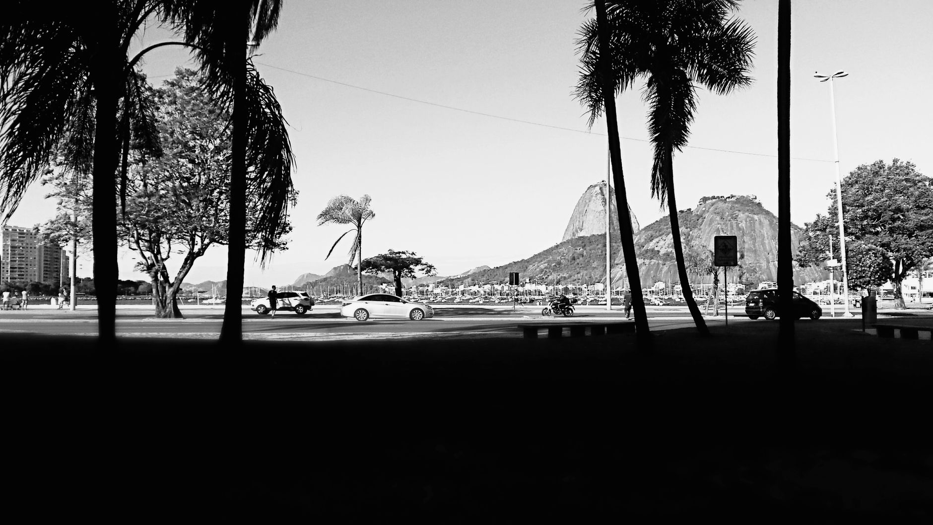 Monochrome view showcasing palm trees and mountain silhouette in the city.