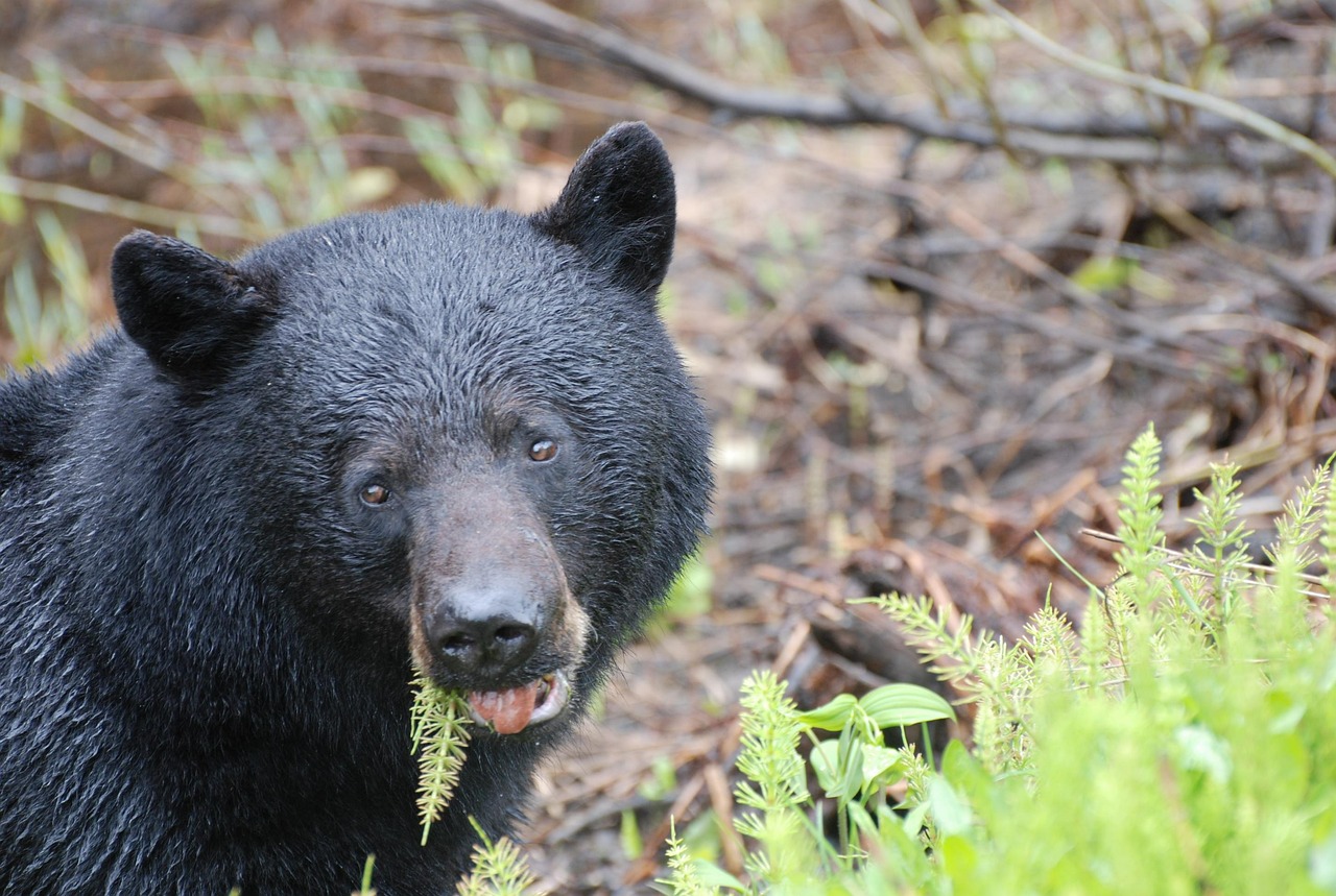 black bear, animals, head, b, c, nature, close up, predator