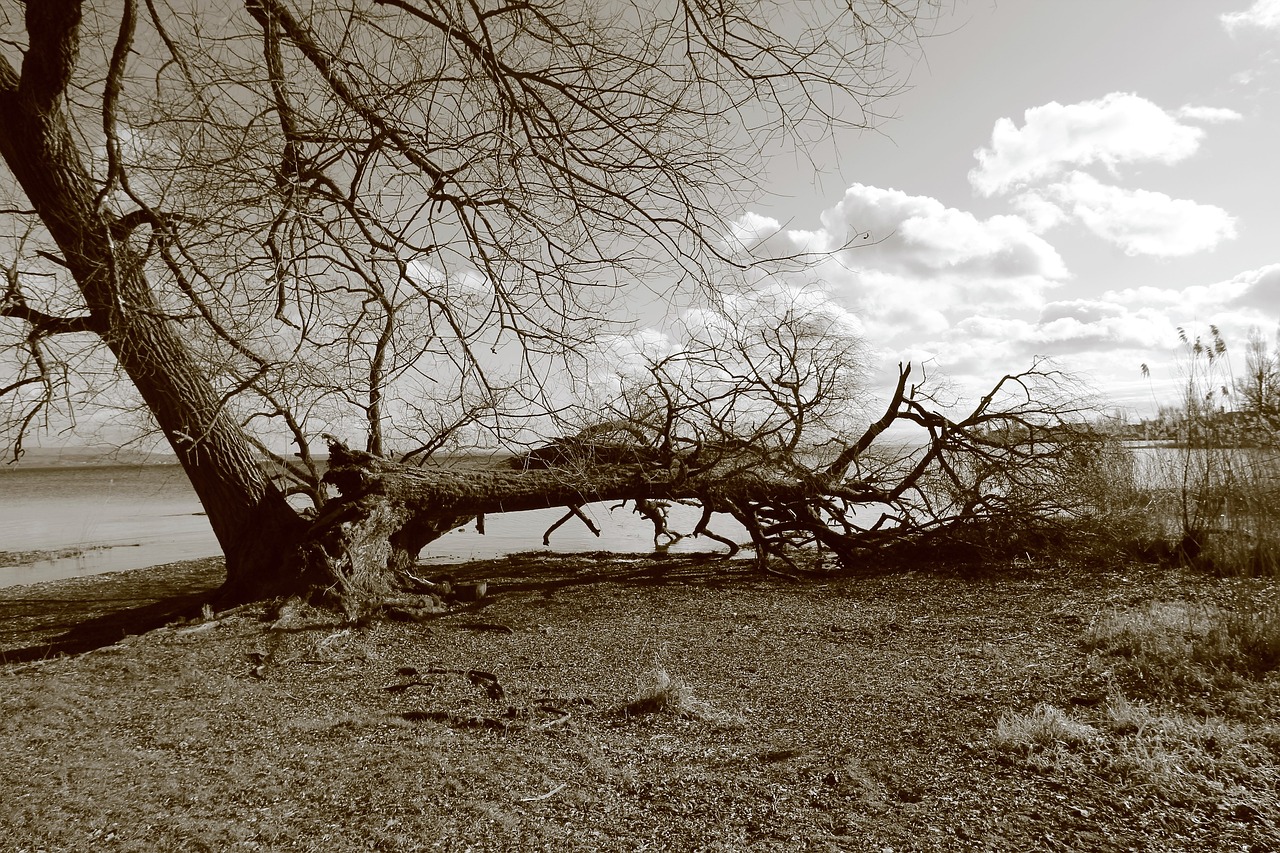 tree, overturned, lake, nature, riverbank, wide angle, landscape, monocrom, clouds