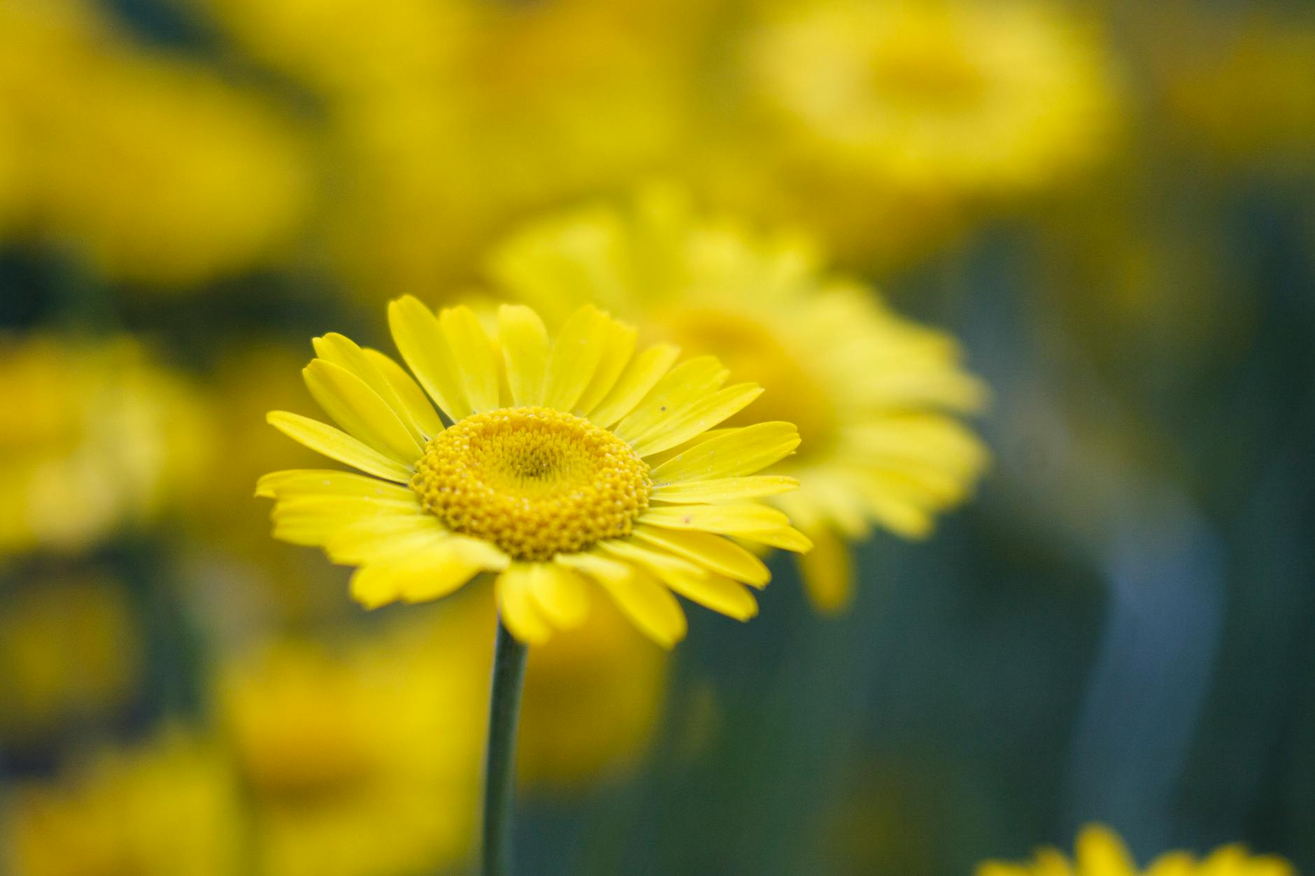 Beautiful yellow daisies blooming in a serene natural setting, conveying peace and calm.