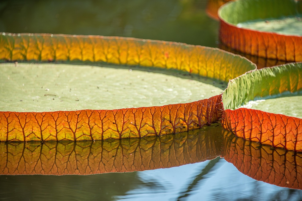 leaves, lily pad, giant water lily, aquatic plants, plants, lotus, nature