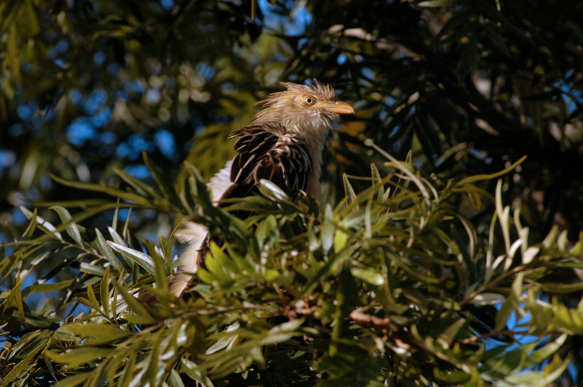 Close-up of a Guira Cuckoo perched in a tree in São Paulo, Brazil.