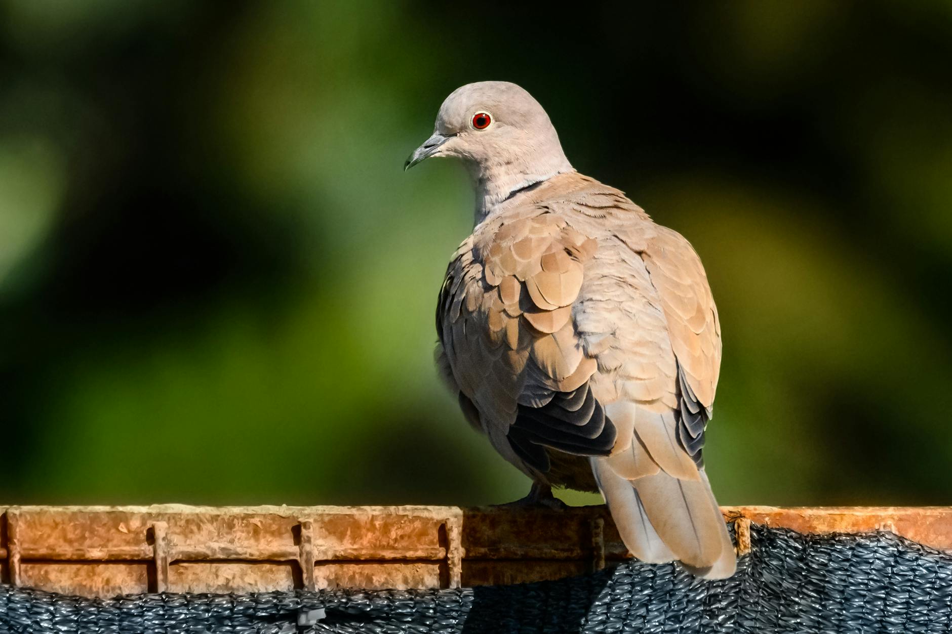 Eurasian collared dove on a fence in Passo Corese, Lazio.