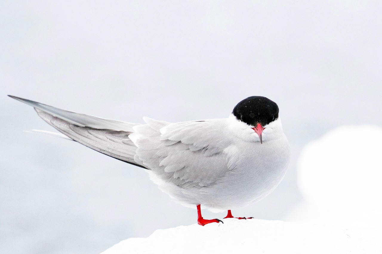 arctic tern, bird, arctic, snow, wildlife, conservation, earthdaycontest, winter, nature, animal, arctic tern, arctic tern, arctic tern, arctic tern, arctic tern, bird, bird, bird, snow, animal, animal, animal, animal