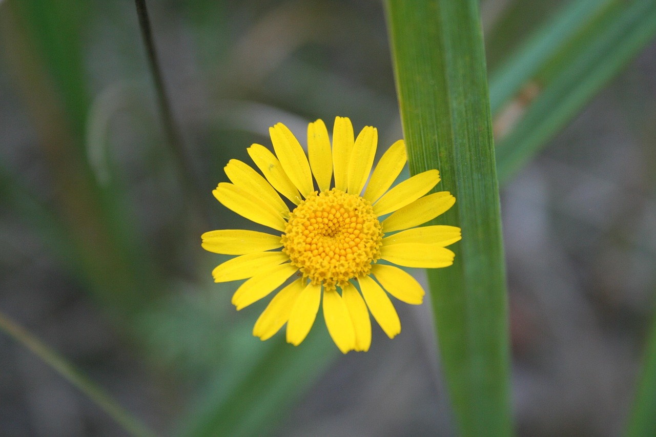 flowers, nature, flower background, yellow, medicinal plant, yellow flowers, flower wallpaper, beautiful flowers, pointed flower, yellow flower, cota tinctoria, bee