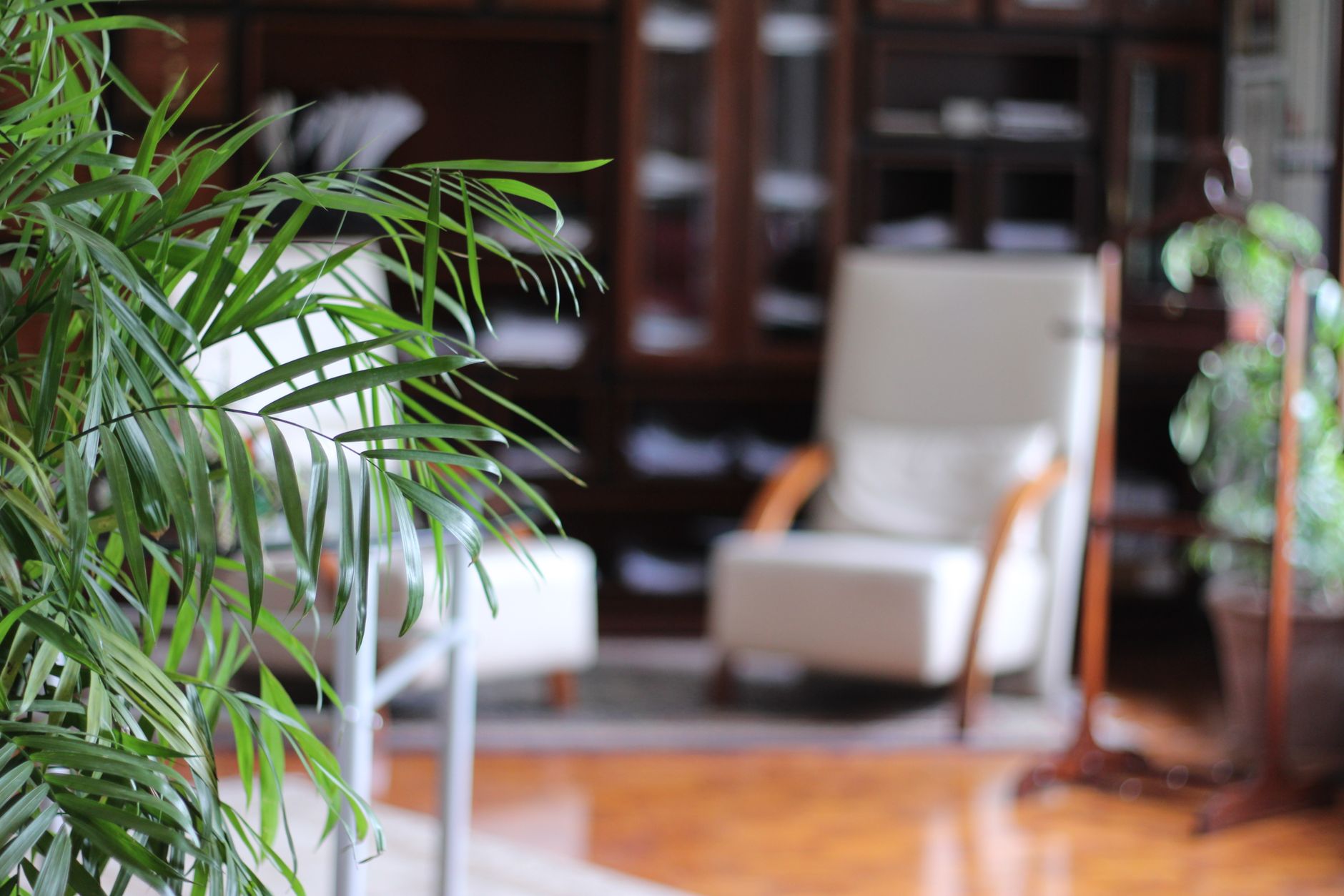 Serene interior space with armchairs and lush houseplants in Rawalpindi, Pakistan.