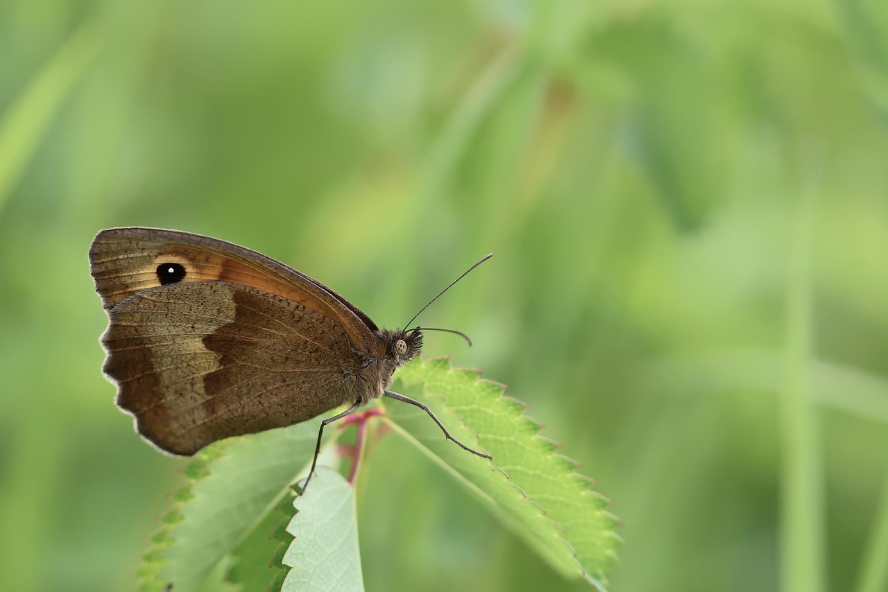 butterfly, lycaon, insect, flora, meadow, close up, nature, macro