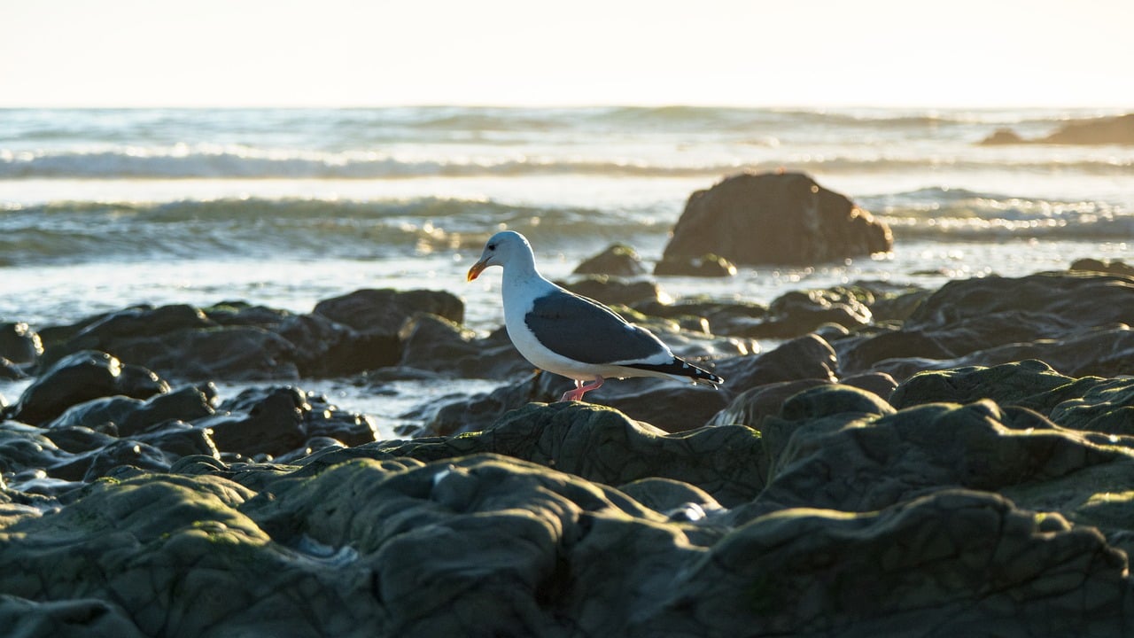 bay, ocean, sand, travel, vacations, sea, california, waves, beach, coast, landscape, outdoors, seashore, bird, seagull, wildlife, gull, rocks, tide, nature, surf, summer, spray