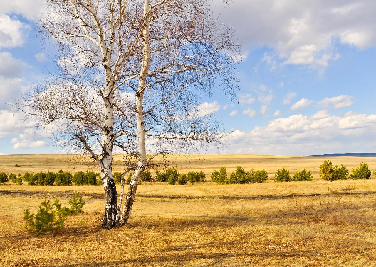 birch trees, wood, sky, clouds, deserted, nature, trunk, environment, bark, outdoor, foliage, natural, autumn, day, grove, rural, sunny, scene, life, ecology, growth, wildlife, timber, leaves, deciduous, woodland, environmental, tranquil, nobody, untouched, serenity, view
