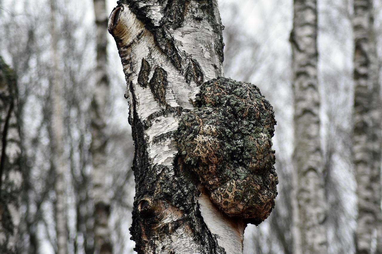 birch, hub, growth, birch forest, grove, nature, trees, tree