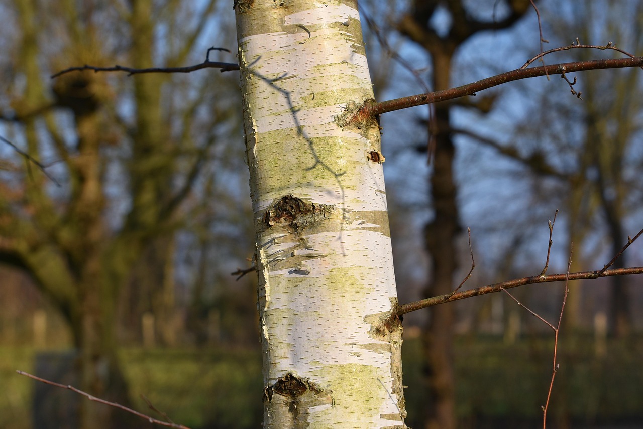 paper birch, birch tree, birch, trunk, bark, branch, bare branch, winter tree, park, grove, paper birch, paper birch, birch tree, birch tree, birch tree, birch tree, birch tree, bark, bark