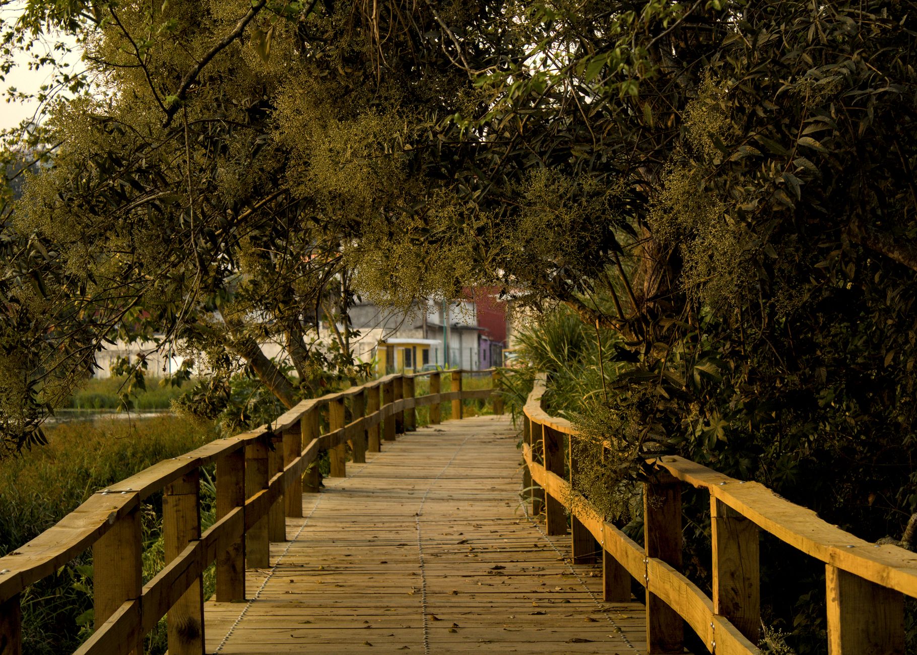 Peaceful wooden pathway surrounded by lush greenery in Xalapa, Veracruz, Mexico.