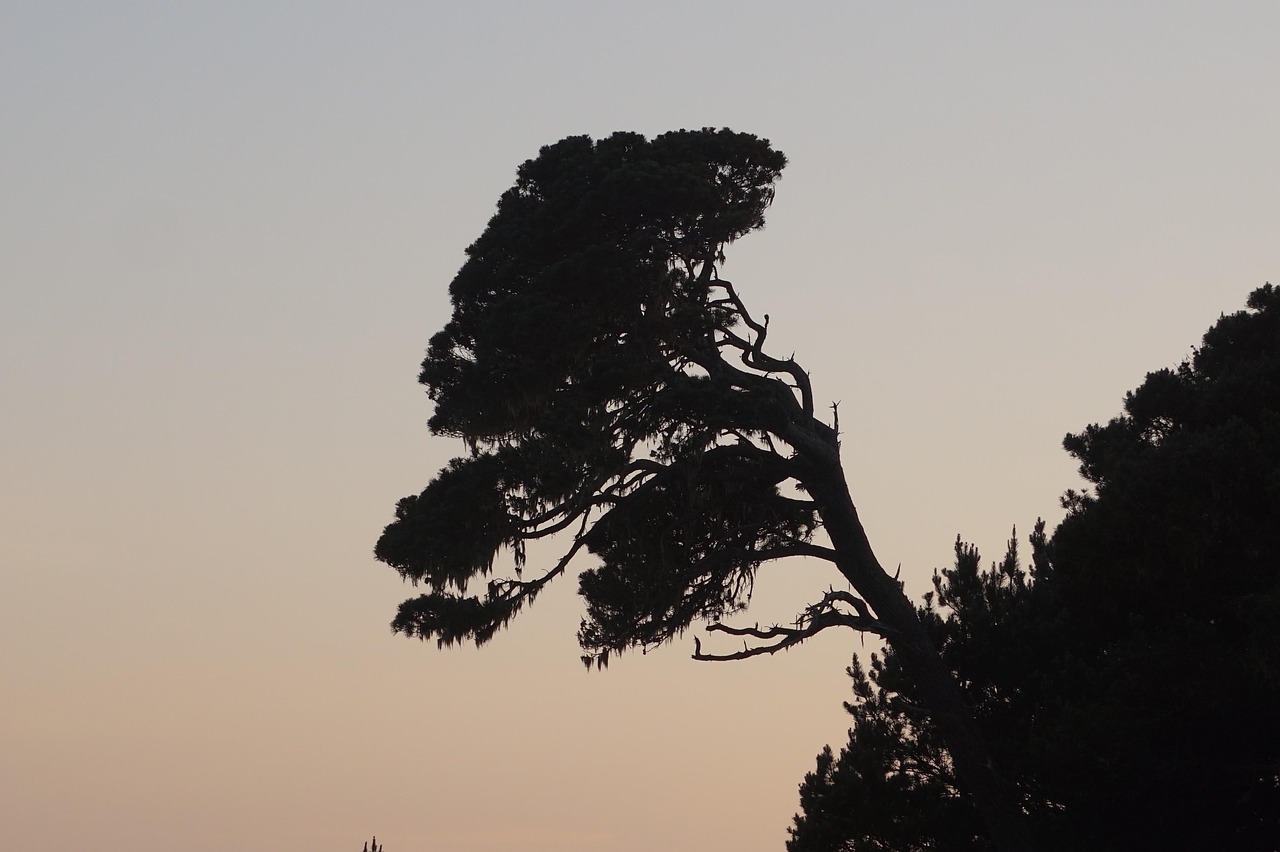 mendocino, bay area, northern california, beach, coast, california, coastline, shoreline, nature, evening, landscape