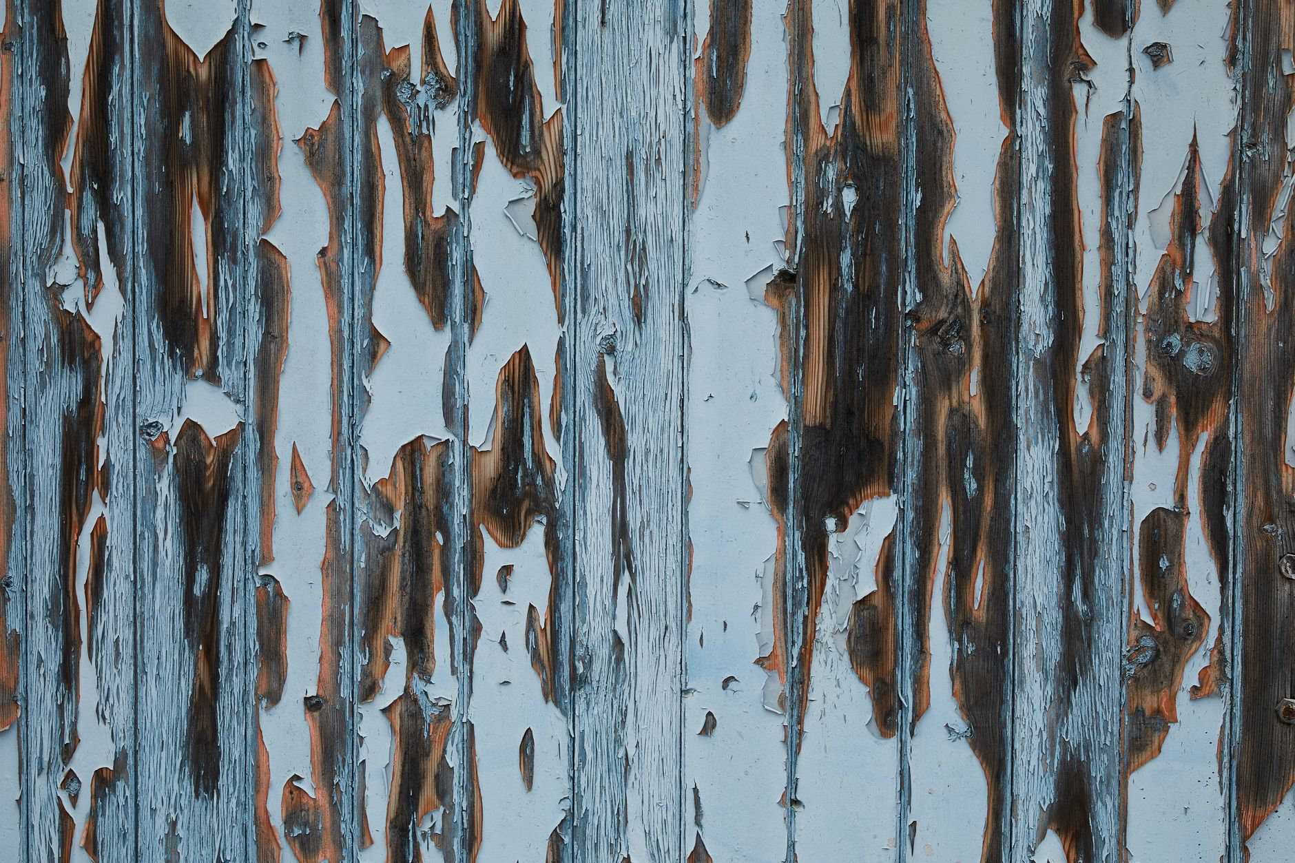 Timber wall of aged house with peeling white paint and damaged textured planks
