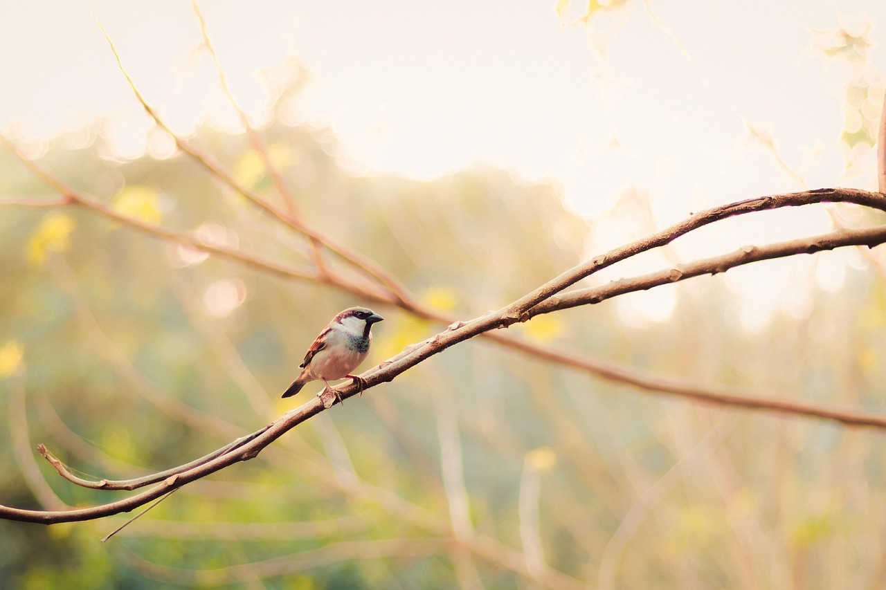 house sparrow, branch, beak, animal, outdoors, feathers, close-up, tree, bird watching, beauty in nature, yellow, nature