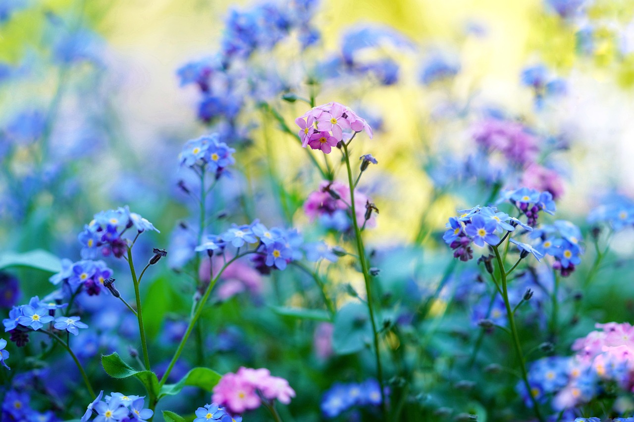 forget me not, pointed flower, spring flowers, scattered flowers, meadow, garden, wildflowers, plant, flower meadow, bloom, nature, pink, blue, yellow, turquoise, spring flowers, spring flowers, spring flowers, meadow, meadow, meadow, garden, garden, garden, garden, wildflowers, wildflowers, wildflowers, wildflowers, wildflowers, yellow, turquoise
