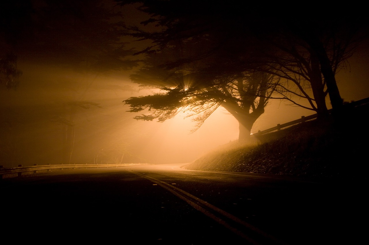 landscape, night, road, shafts of light, fog, eerie, dark, forest, silhouette, tree, driving, shadows, street lamp, presidio, san francisco, bay area, california, black landscape, black tree, black road, black light, black night, black dark, black street, black lamp, nature, black lights