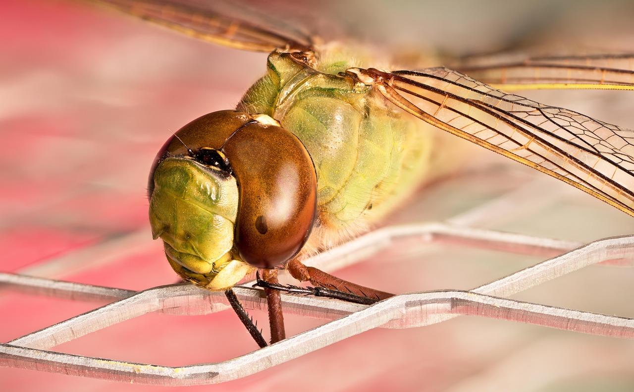 dragonfly, insect, entomology, macro, close up, odonata, anisoptera