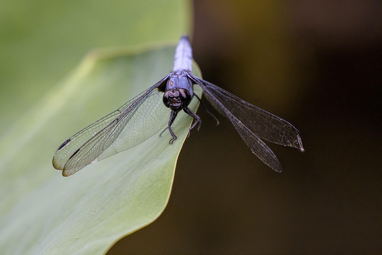 dragon-fly, nature, insect, leaf, lotus, entomology, fauna