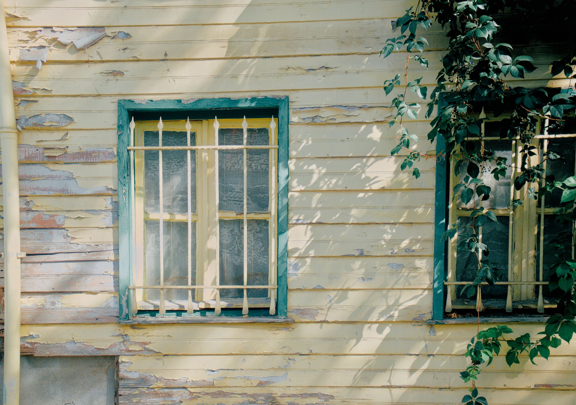 Weathered wooden house facade with aged paint and climbing vines under sunlight, creating a rustic charm.