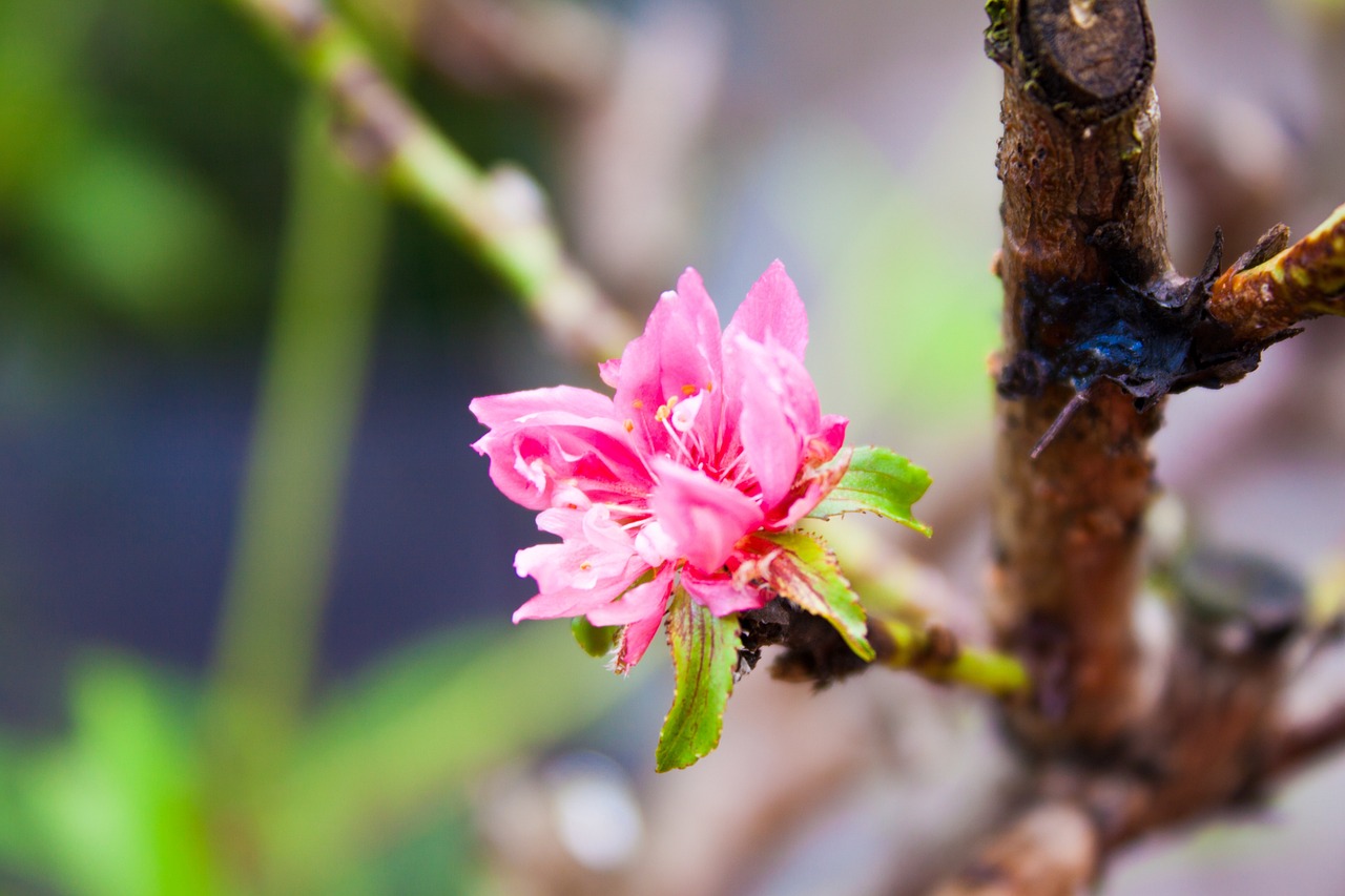 hoa, flower, hoa d, nature, color, floral, vietnam, red, pink, beautiful flowers, rose, natural, lotus, yellow, daisy, summer, asian, evening, hanoivietnam, hoa dao, sakura flower, sakura, peach blossom, flower wallpaper, flower background, spring, rose flower, tet, hoa tet