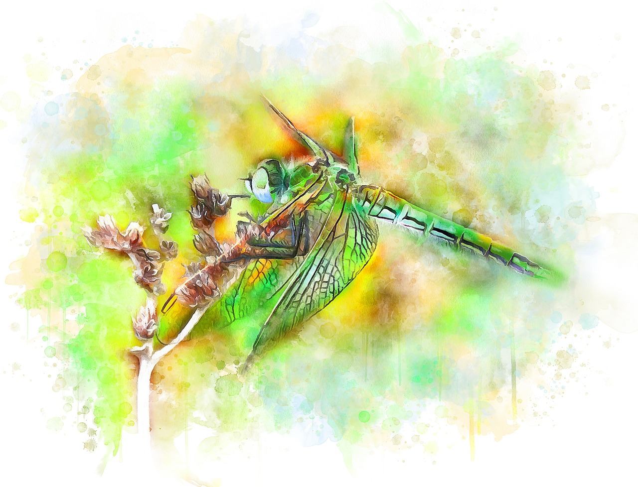 dragonfly, insect, nature, watercolor, illustration, bright, design, painting, dragonfly, dragonfly, dragonfly, watercolor, illustration, illustration, illustration, illustration, illustration