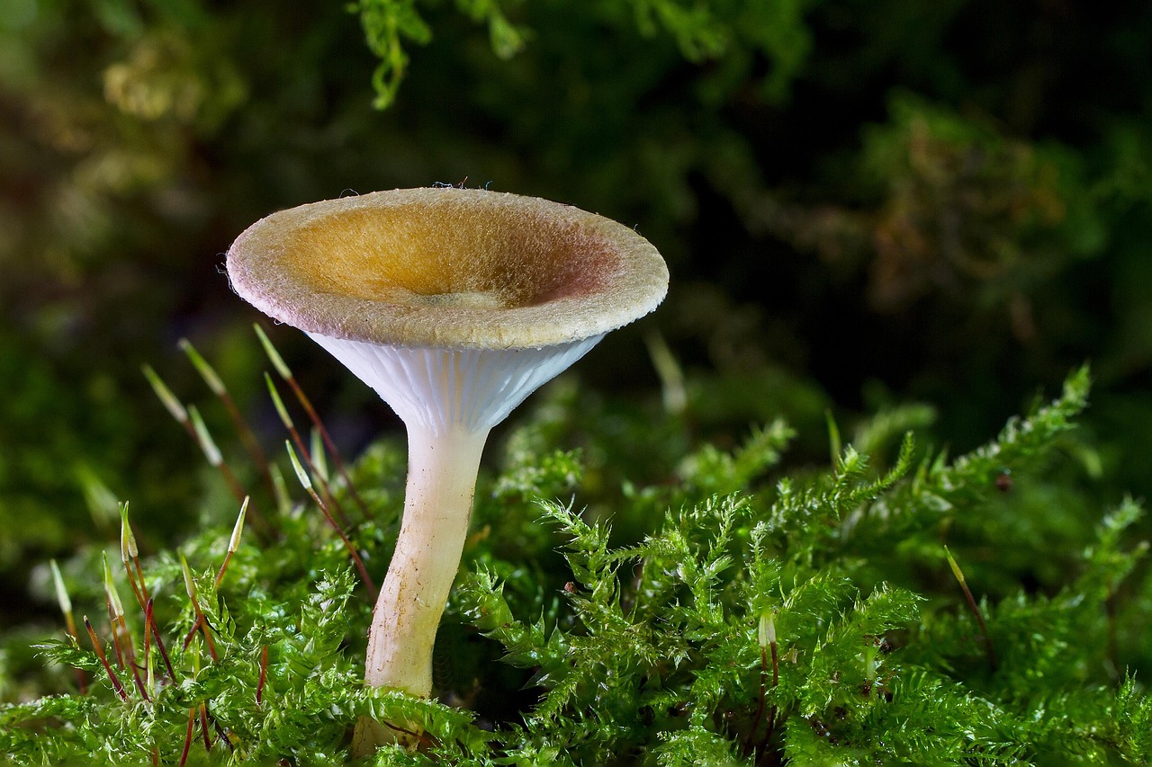 mushroom, mini mushroom, wild mushroom, spore, sponge, fungus, fruiting body, mushroom disk, fungal species, mushroom species, mycology, forest mushrooms, nature, small mushroom, moss, forest floor, close up, mushroom, mushroom, mushroom, mushroom, mushroom