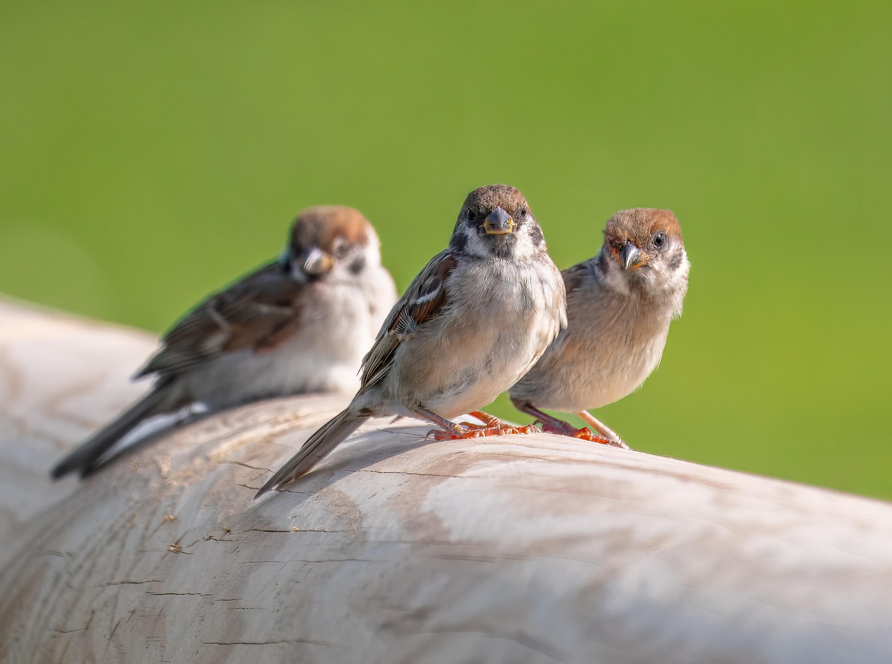 house sparrow, sparrow, bird, animal, feathers, plumage, wildlife, nature, songbird, wild bird, bird watching, ornithology, beak, close up, fence, wooden fence, railing, delimitation