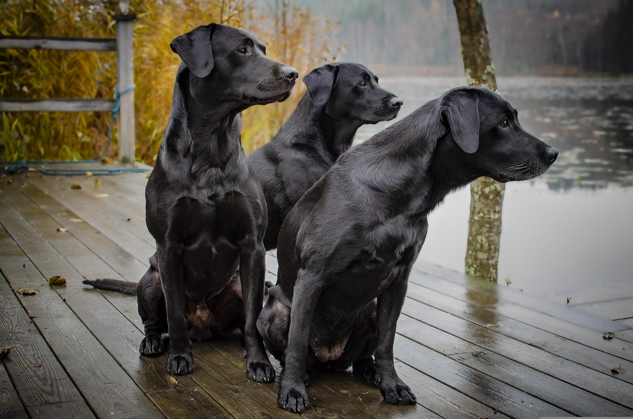 labrador retriever, dogs, animal, canine, mammal, fauna, domestic, river, lake, wood, deck, grass, fence, nature, labrador retriever, labrador retriever, labrador retriever, labrador retriever, labrador retriever