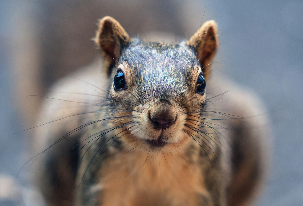 squirrel, nature, whiskers, animal, backyard, deck, wildlife, portrait