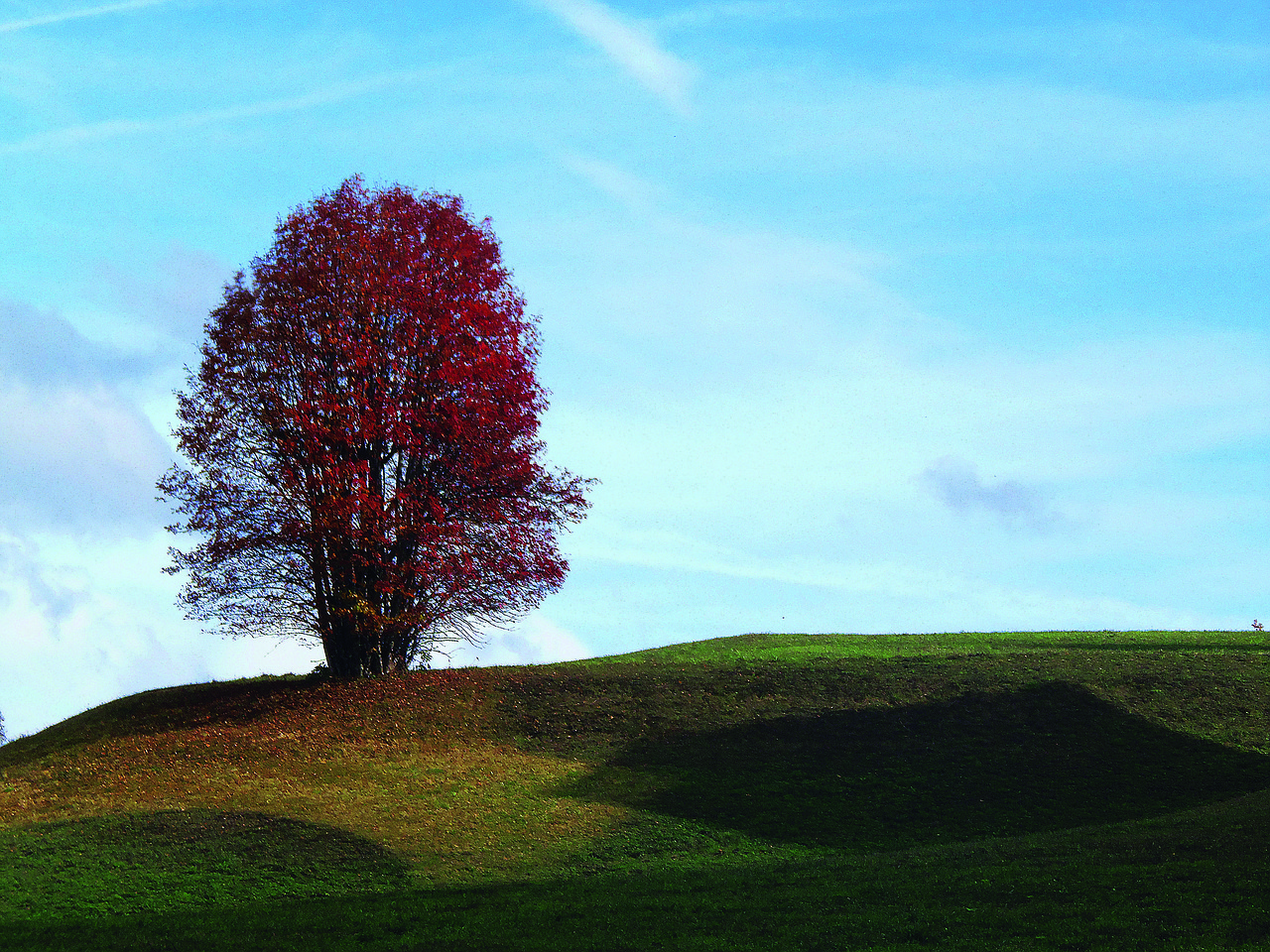 tree, field, hill, lone, autumn, fall, sky, meadow, grass, mountain, landscape, nature, dolomites, nova ponente, alto adige, italy