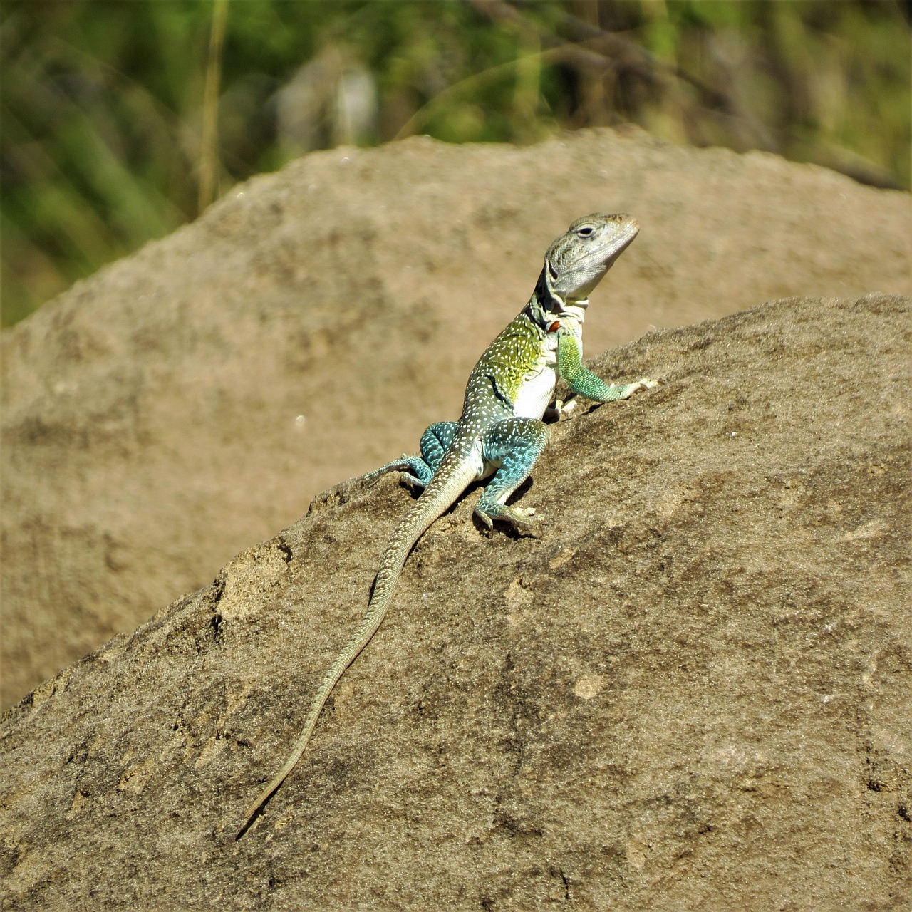 reptile, lizard, colorful, north texas, palo duro canyon