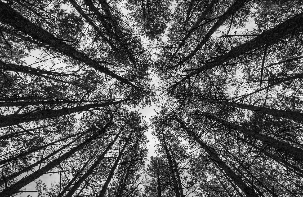 forest, nature, trees, mood, perspective, wide angle