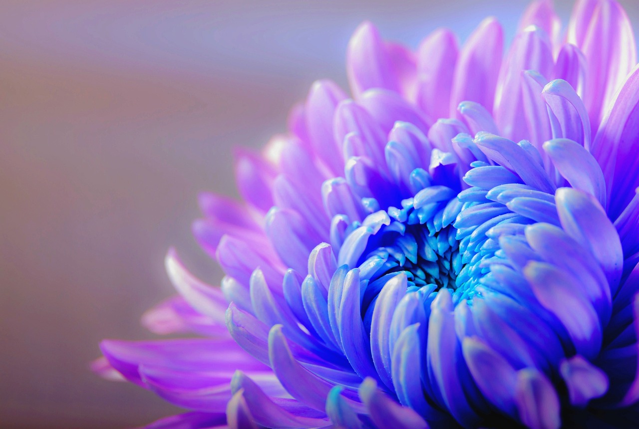 chrysanthemum, flower background, flower, plant, petals, flower wallpaper, bloom, blossom, flora, beautiful, garden, flower garden, beautiful flowers, nature, macro, closeup