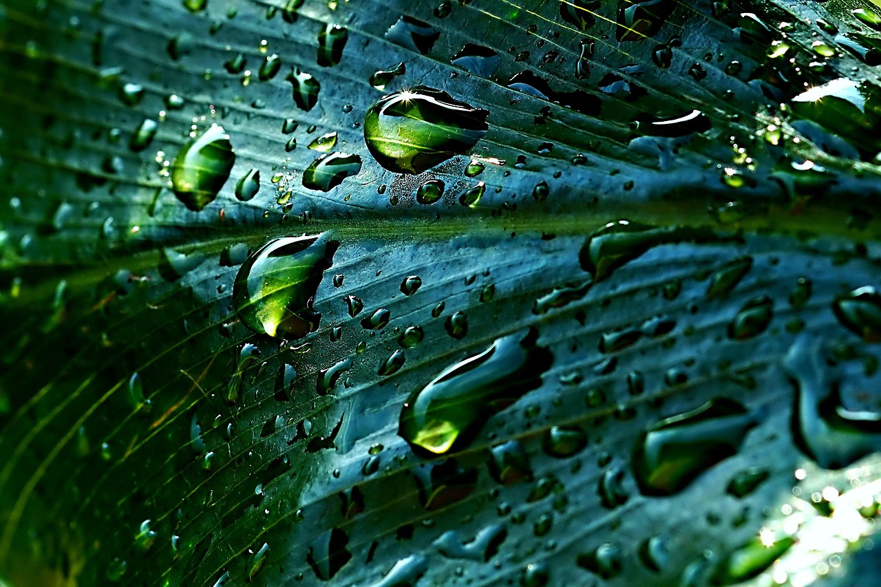 rainwater, leaf, droplets, nature, close up, macro, green