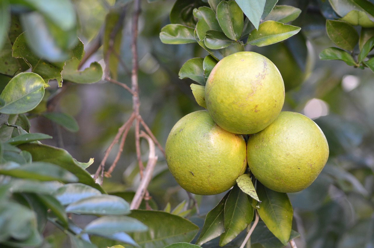 oranges, tropics, santa cruz