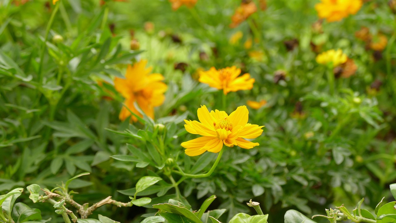 daisy, flower, flower wallpaper, việt nam, nature, color, yellow, floral, hoa cúc, flower background, beautiful flowers, hoa cúc bướm, hoa cúc sao nháy